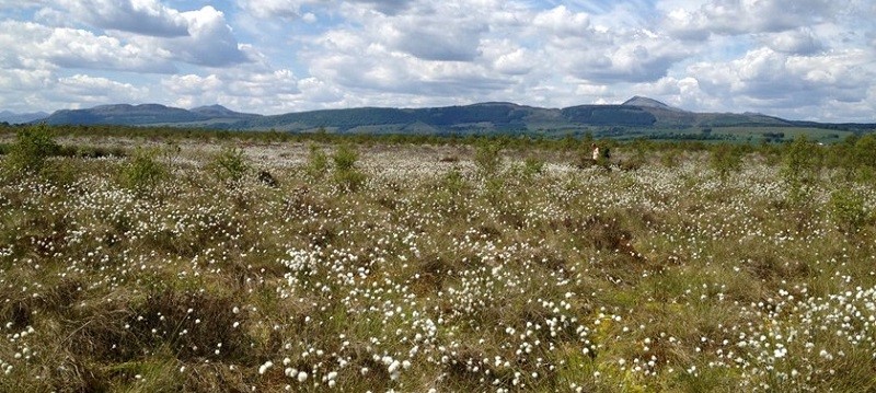 Photo of Flanders Moss.