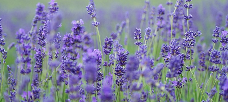 Photo of a lavender field.
