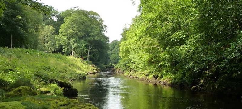 Photo of Strid Wood.