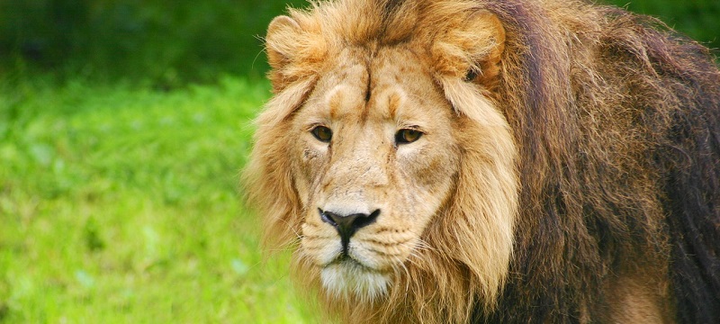 Photo of a lion at Chester Zoo.