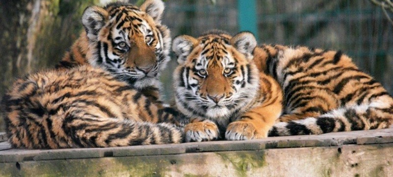 Photo of tigers at Blackpool Zoo.