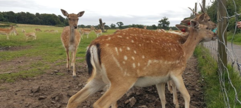 Photo of Deer at the Scottish Deer Centre