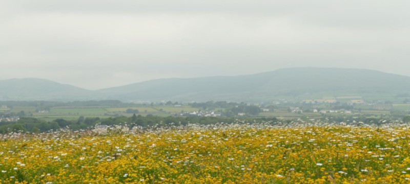 Photo of flowers at Culmore Country Park.