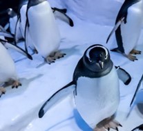 What's on in December 2018