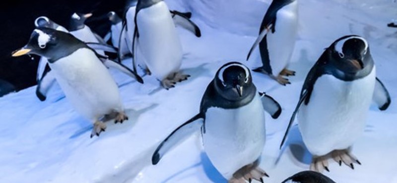 Photo of Penguins at The Deep, an aquarium in Hull.