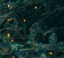 Where to get a Christmas Tree in 2018