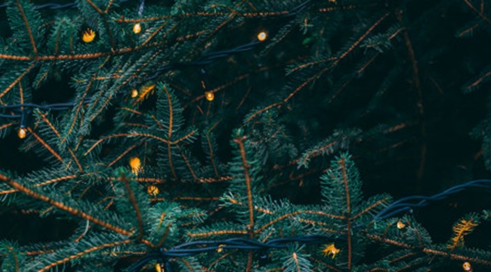 Where to get a Christmas Tree in 2018