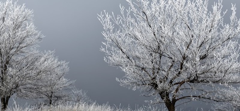 Photo of two leafless tress against a grey sky.