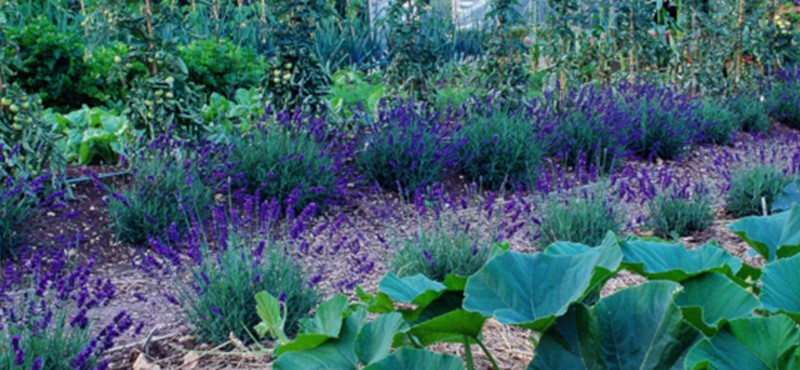 Photo of flowers at Barnsdale Gardens