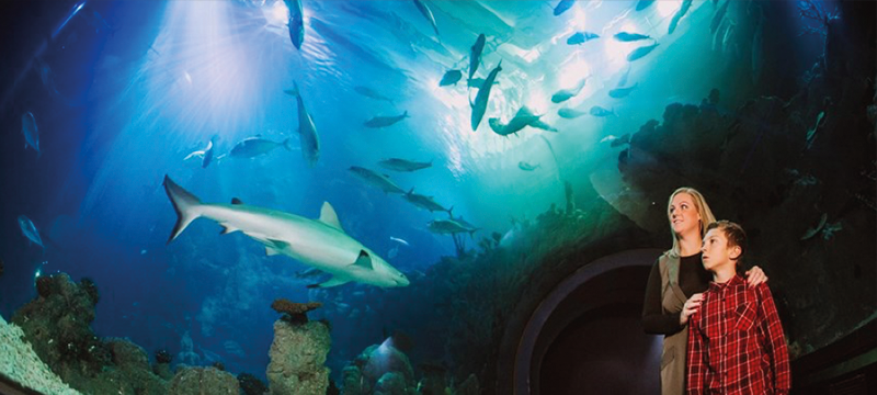 Image of people visiting The Deep with sharks and fish swimming overhead