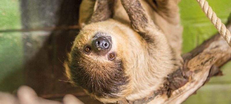 Image of a sloth hanging upside down