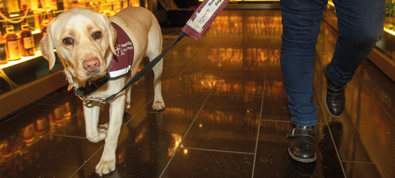 Image of an assistance dog at The Scotch Whisky Experience