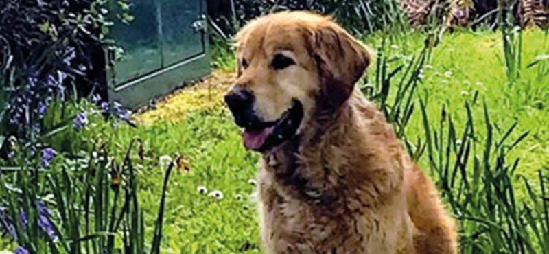 Image of Zoe's golden retriever Remus