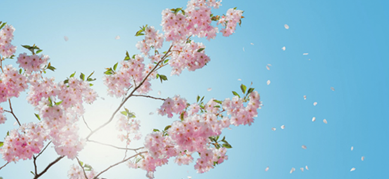 Image of cherry blossom leaves falling off a tree.