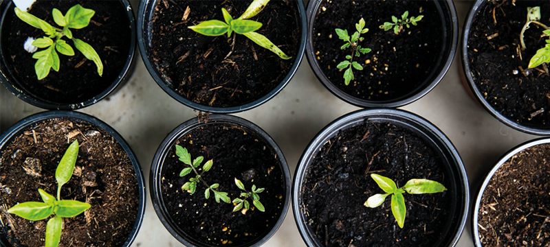 Image of potted plants.