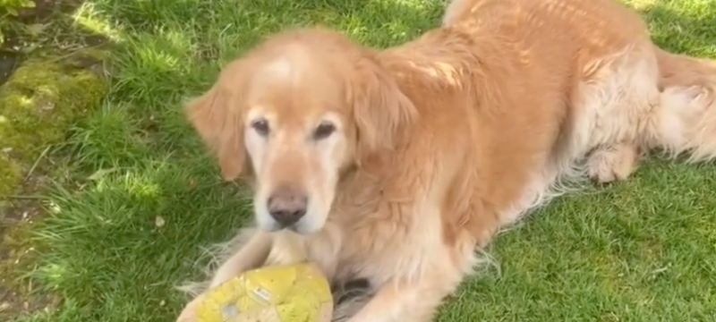 Remus with a football