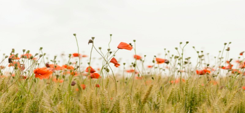 An image of a field of red flowers. 