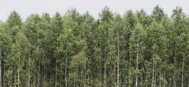 Image of a misty forest