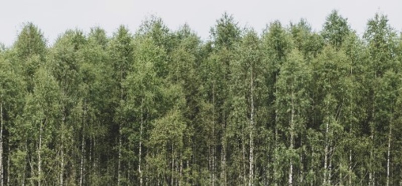 Image of a misty forest