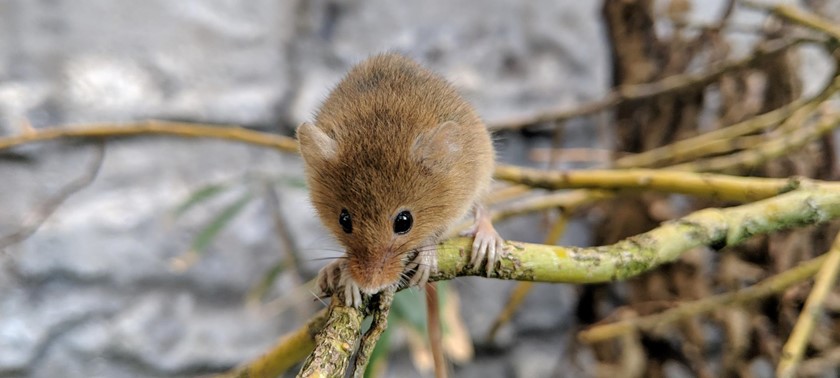 Image of a harvest mouse at Lakeland Wildlife Oasis