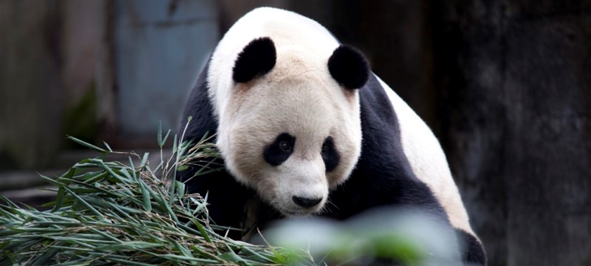 A panda at Edinburgh Zoo