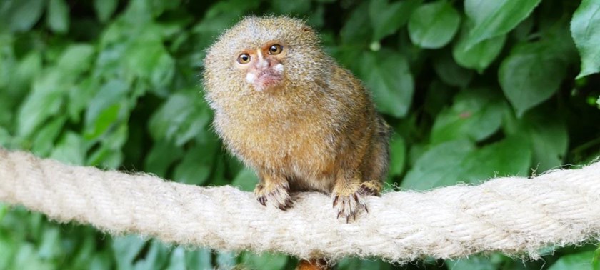 A small monkey at Tropical Butterfly House