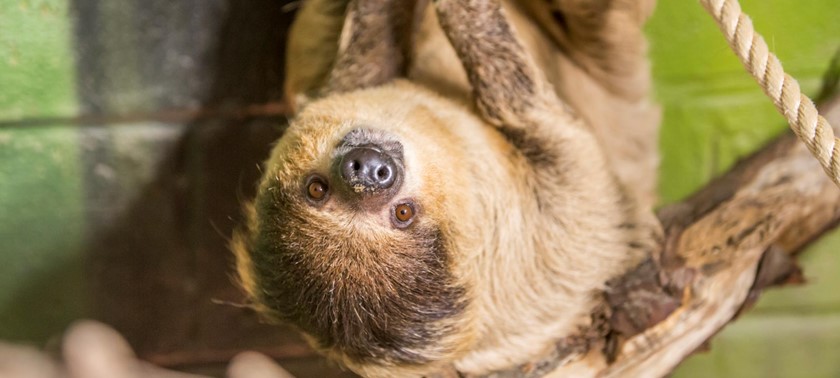 A sloth at Folly Farm