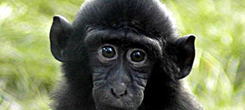 A monkey at Newquay Zoo