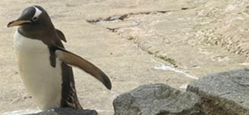 Image of a penguin at Edinburgh Zoo