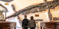 Whitby Museum