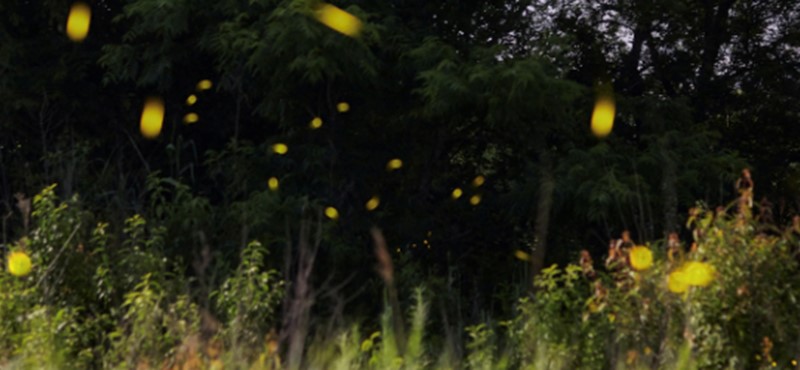 Fireflies light up a field with trees in the background.