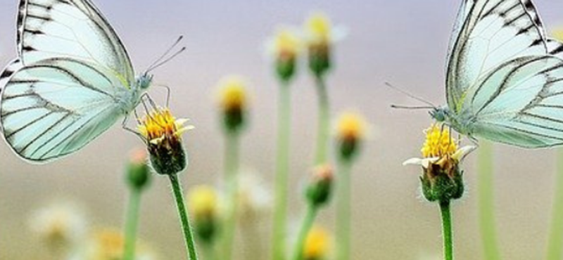A pair of butterflies perched on flowers.