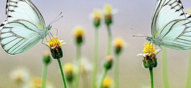 A pair of butterflies perched on flowers. 