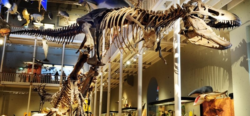 Skelton dinosaur at National Museum of Scotland