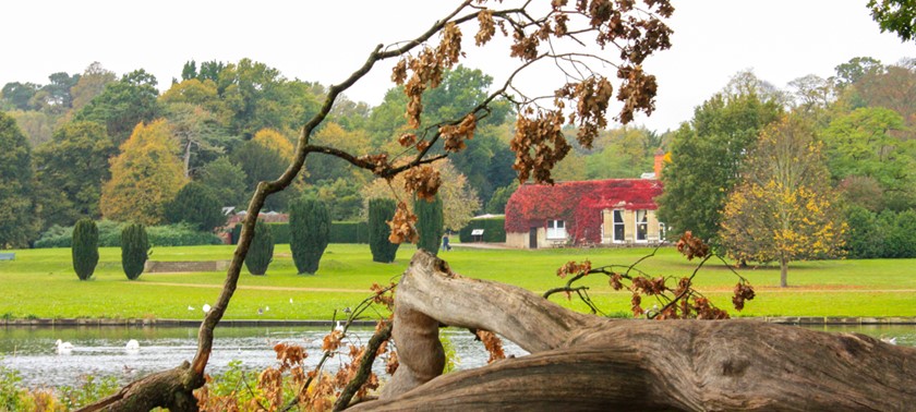 A tree branch sitting in front of the lake at Clumber Park with a house in the distance
