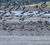 Doors Open Weekend: Montrose Basin