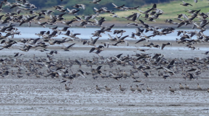 Doors Open Weekend: Montrose Basin