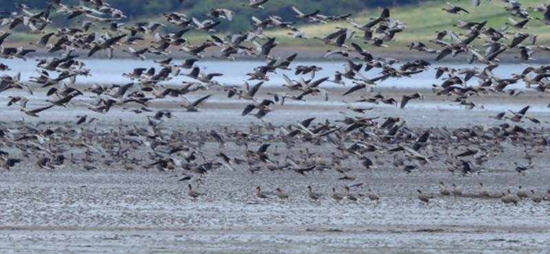 pink footed geese on a beach taking flight