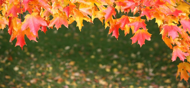 A picture of red and orange autumn leaves hanging from a tree
