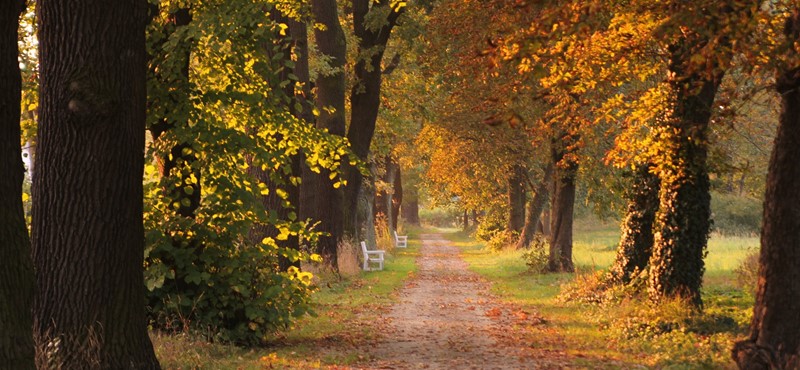 A woodland path lined with trees and benches.