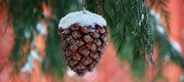Picture of a pine cone hanging from the branch of a tree