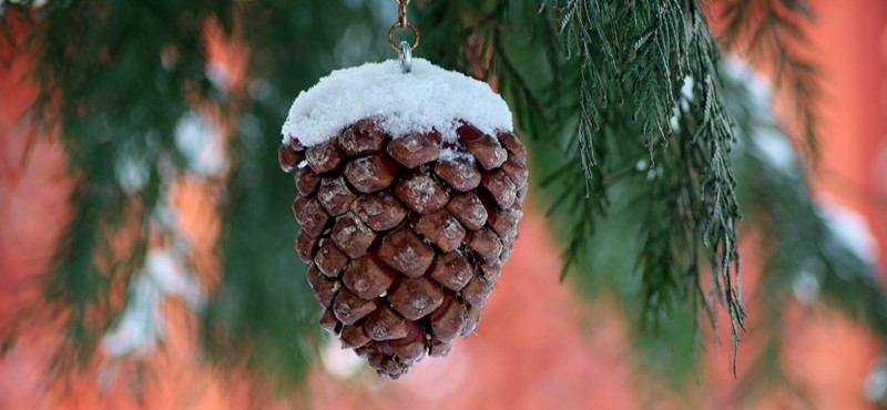 Picture of a pine cone hanging from the branch of a tree