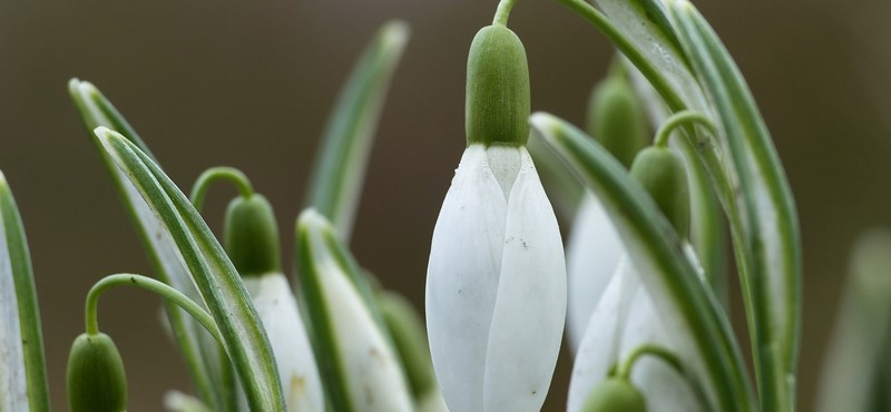 Picture of a  clump of snowdrops