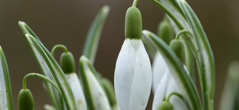 Picture of a clump of snowdrops