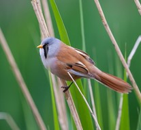 Birding For All