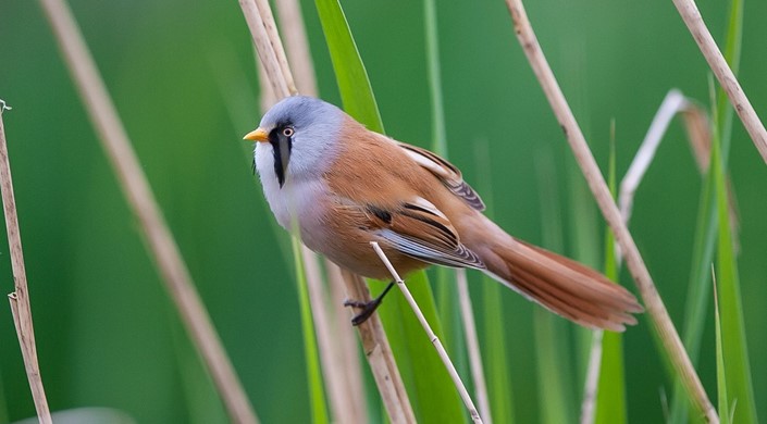 Birding For All