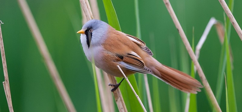 A photo of a small bird on a cane.