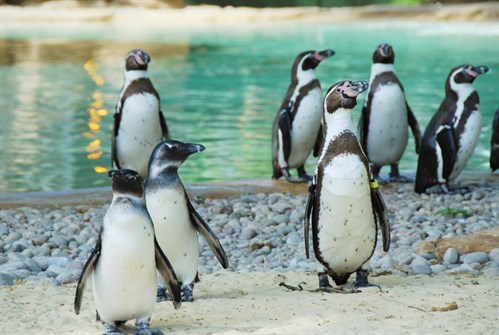 Photo of penguins.