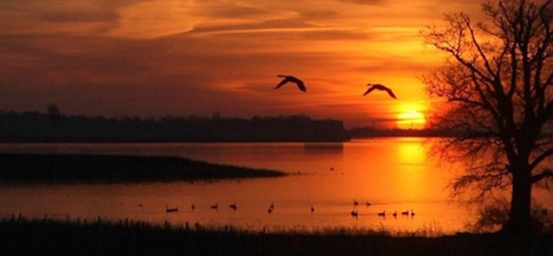 Photo of a sunset and geese flying over water.