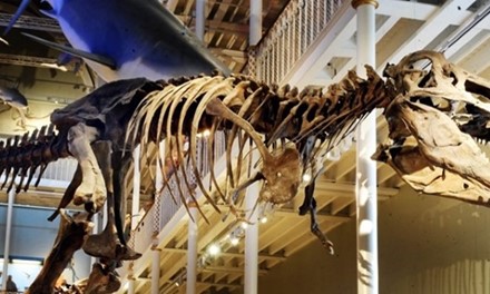 National Museum of Scotland